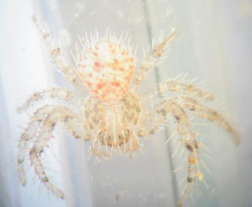 Heriaeus sp.